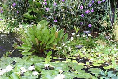 CYBEXIS XLL-52 - White Rain Lily - (540 Seeds) Seed(540 per packet)