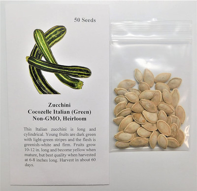 WILLVINE NBIR-435 Zucchini Cocozelle Italian Seed(100 per packet)