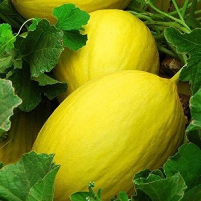 CYBEXIS GUA-66 - Yellow MelonCantaloupe Muskmelon Kharbuja - (150 Seeds) Seed(150 per packet)