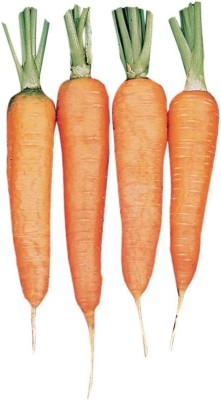 VibeX PAU-11 - Touchon Carrot - (250 Seeds) Seed(250 per packet)