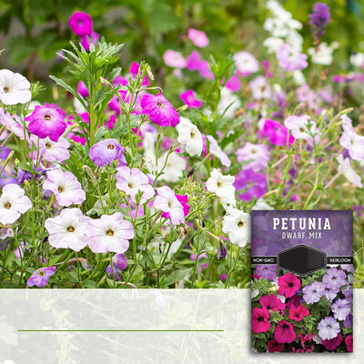 CYBEXIS Petunia Seed Seed(1 g)