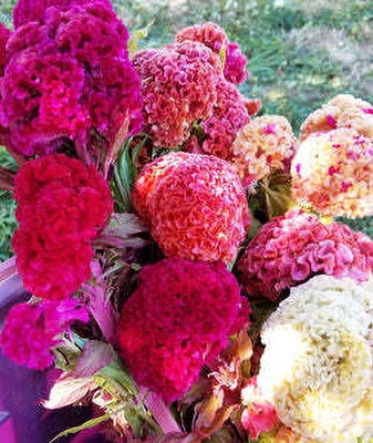 Flipkart SmartBuy Exotic Cockscomb Flower Mix Seed(50 per packet)