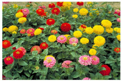 UGRA Zinnia Mix Seeds Seed(25 per packet)