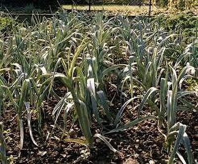 KANAYA Leek Hybrid Vegetable Seed(35 per packet)