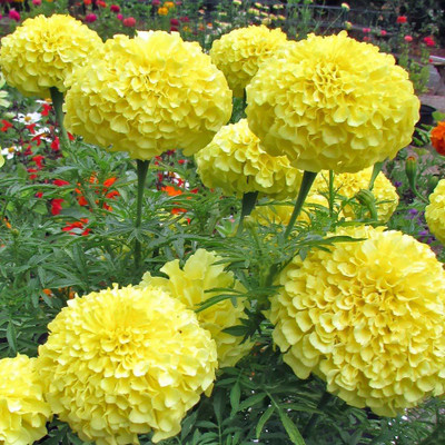VibeX Marigold Inca Yellow Mixed Color F1 Hybrid Seeds(2500 Seeds) Seed(2500 per packet)