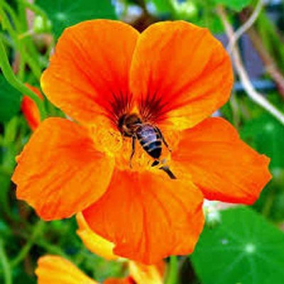 CYBEXIS Nasturtium Orange Glow Flower Seeds Seed(1 g)