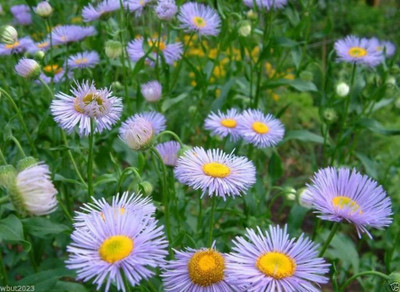 CYBEXIS XLL-18 - Fleabane Daisy - Flowers - (60 Seeds) Seed(60 per packet)