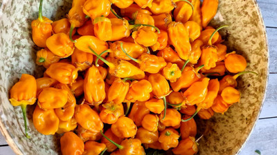 Biosnyg Organic BBG Naga Yellow Chilli Seeds For Kitchen Gardening-(4000 Seeds) Seed(4000 per packet)