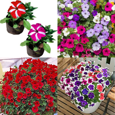ibains Petunia flower seeds double bij 40 Seed(40 per packet)