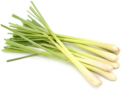 Avysa Lemon grass/लेमन ग्रास (Cymbopogon citratus) Seed(150 per packet)