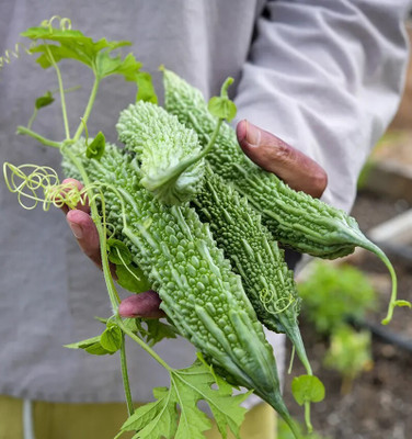 GREENSEA High Yielding Bitter Gourd, Uchchhe, Karela Seed(50 per packet)