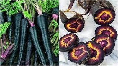 seedkart Black Carrot/Gajar Seed(15 per packet)