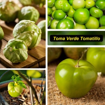 Quentova Toma Verde Tomatillo 1gm Seeds Seed(400 per packet)