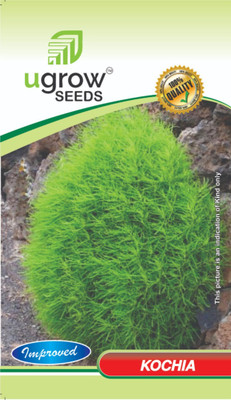 JD AGRO HB-507-KOCHIA Seed(40 per packet)