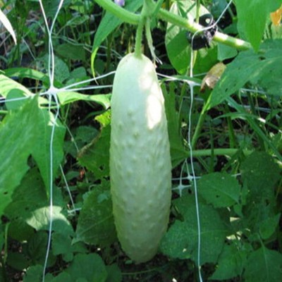 CYBEXIS Fruit Plant White Cucumber Seeds - Cucumber Seeds500 Seeds Seed(500 per packet)