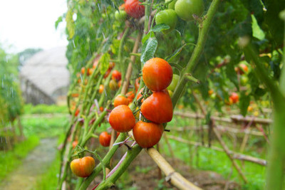 Tigress tomato Seed(120 per packet)