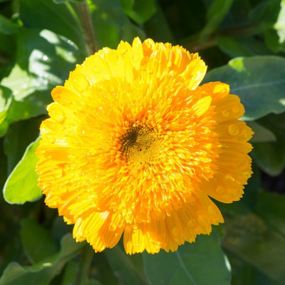 XOLDA Exotic calendula Seed(20 per packet)