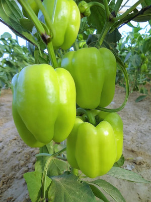 Quentova GREEN Bell PEPPER Sweet Capsicum-8P-XIL Seed(75 per packet)