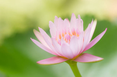 Weird lotus,kamal gatta Seed(10 per packet)