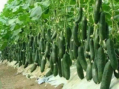 Qualtivate ICRA-8A High Yield CUCUMBER DHARWAD GREEN F1 Seed(300 per packet)