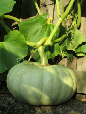Farmonix GREEN PUMPKIN Seed(1000 per packet)