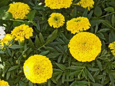 clause marigold/gende ka phool flower seeds Seed(50 per packet)