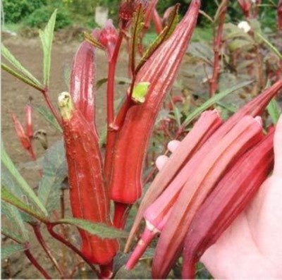 Arshiayat lady finger red okra Seed(100 per packet)