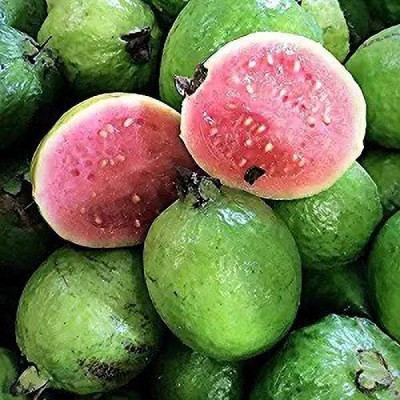 Aro Guava Seed(240 per packet)