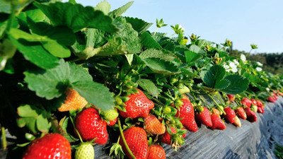 Aywal Strawberry Fruit Seed(95 per packet)