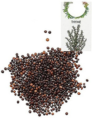 CYBEXIS Organic Herb Seeds-Thyme800 Seeds Seed(800 per packet)