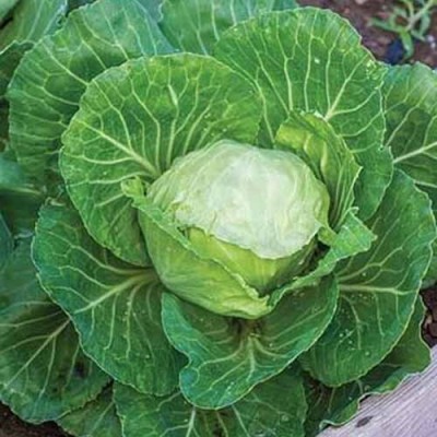 KNESSiN Cabbage Earliana Seed(200 per packet)