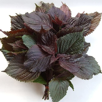 CYBEXIS Hardy Red Perilla Frutescens Shiso Seeds 2000 Seeds Seed(2000 per packet)