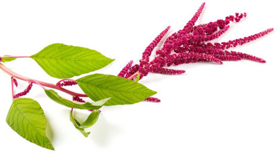Epazo Amaranthus Seed(94 per packet)