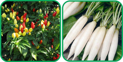 WILLVINE GOI -III Radish White Long And Ornamental Chilli[10gm, 2000 Seeds] Seed(2000 per packet)