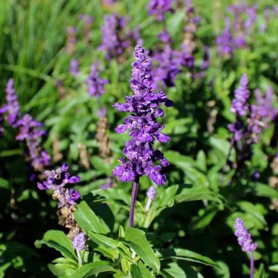 CYBEXIS VVI-21 - Sage Sapphire Blue Salvia farinacea - (150 Seeds) Seed(150 per packet)