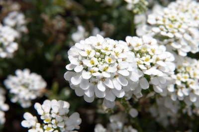 CYBEXIS Candytuft Mixed Color F1 Hybrid Seeds(120 Seeds) Seed(120 per packet)
