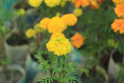 GRAXY marigold/gende ka phool flower seeds Seed(75 per packet)