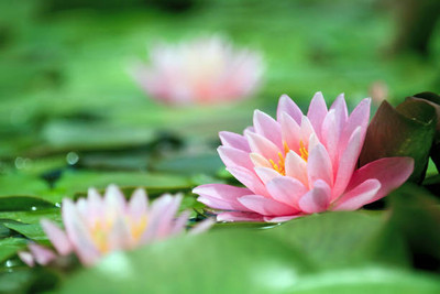 seedkart lotus,kamal gatta Seed(11 per packet)