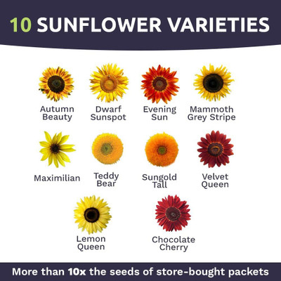 CYBEXIS VXI-36 - Sunflower Variety Mix 10 Types - (150 Seeds) Seed(150 per packet)