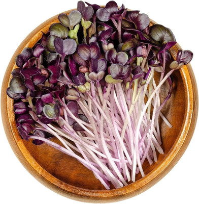 WILLVINE LXI-314 Organic Rambo Radish Microgreen Seed(500 per packet)