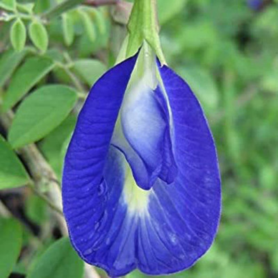 YI Saler MIX Color Aprajita Flowers Purple & White Hybrid Fast Growing & Flowering Vine Seed(20 per packet)