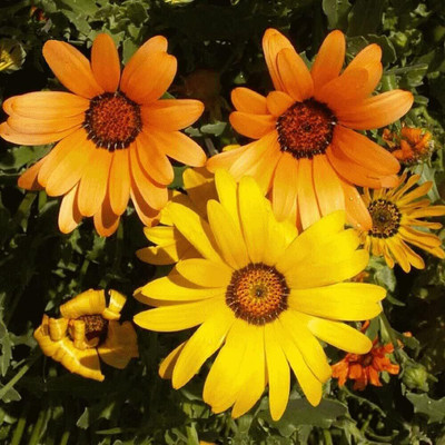 Qualtivate LXI-116 F1 Hybrid African Mix Daisy Flower Seeds Seed(50 per packet)