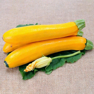 CYBEXIS Squash Zucchini Seeds 400 Seeds Seed(400 per packet)