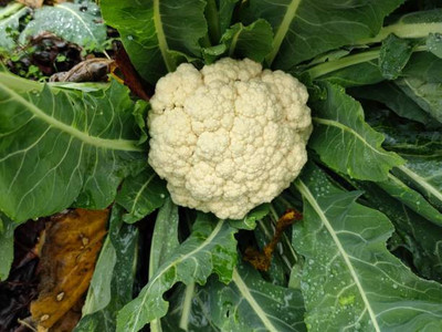 True Elements white cauliflower,gobhee seeds Seed(30 per packet)