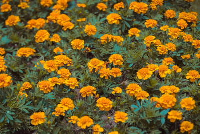 gardenUpp marigold/gende ka phool flower seeds Seed(50 per packet)