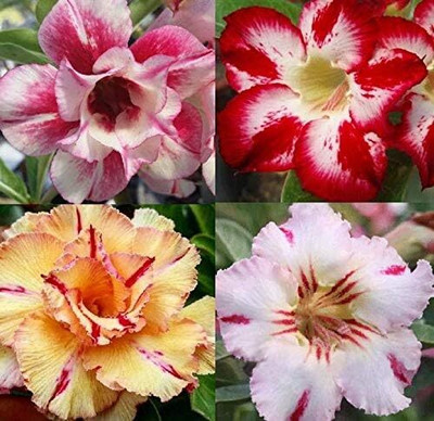Qualtivate GUA-172 Adenium Obesum Desert Rose Impala Lily Seed(30 per packet)