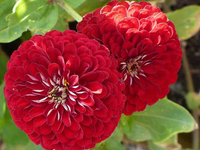 Aywal Aster Princess Mixed Flower Seed(70 per packet)