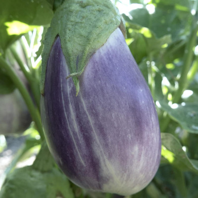 KNESSiN Falling Stars F1 Hybrid Brinjal Seeds-[5gm] Seed(1000 per packet)