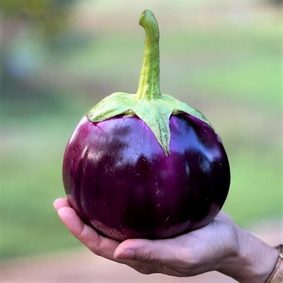 Kodali Hybrid F1 Brinjal Seeds Pack Of 49 Seed(49 per packet)