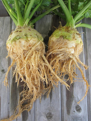 KNESSiN Celeriac Root Celery Leaf-{2000 Seeds} Seed(2000 per packet)